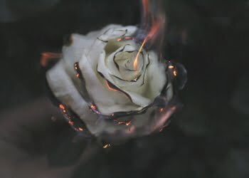 Burningrose