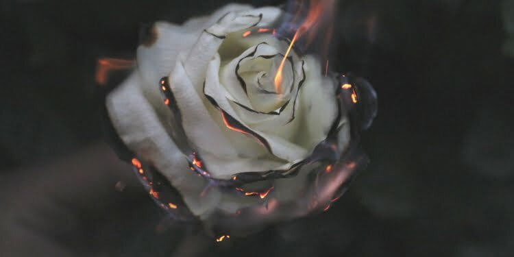 Burningrose