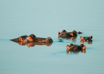 Fourhippos