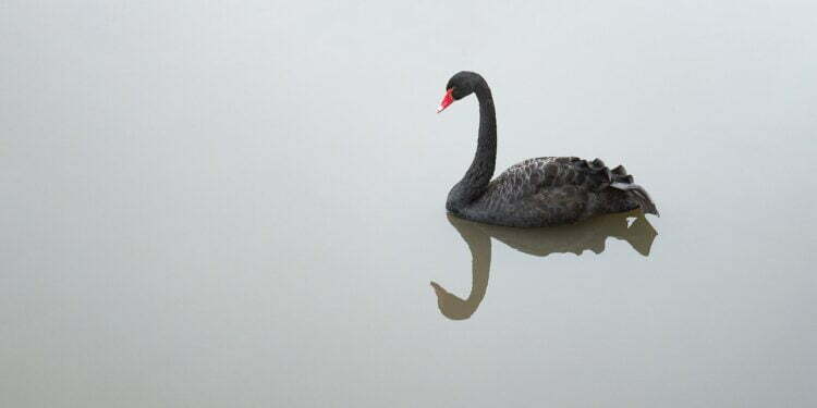 Black Swan