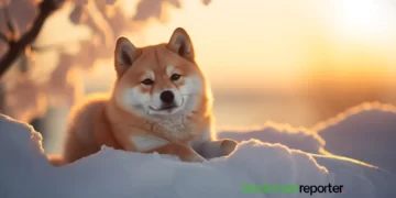 shibainu