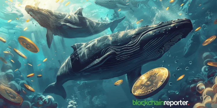 whales-bitcoin